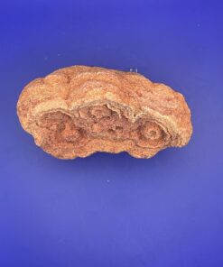 Stromatolite