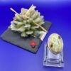 Anello Argento 925 In Riolite ms.19