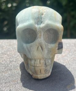Teschio Calcite Caraibica 388